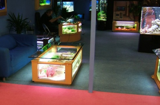 Backlit coffee table fish tank