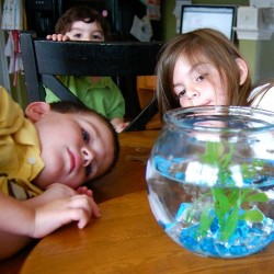 Children with a fish aquarium Children with a fish aquarium