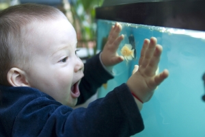 Kid and fish tank Kid and fish tank