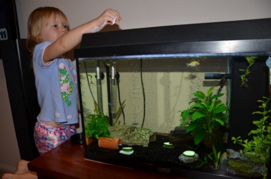 Kid feeding fish Kid feeding fish