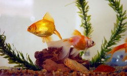 Common fish diseases Common fish diseases