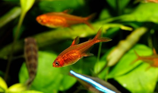 Tetra fish for tanks Tetra fish for tanks