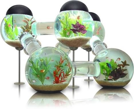 Labyrinth Aquarium